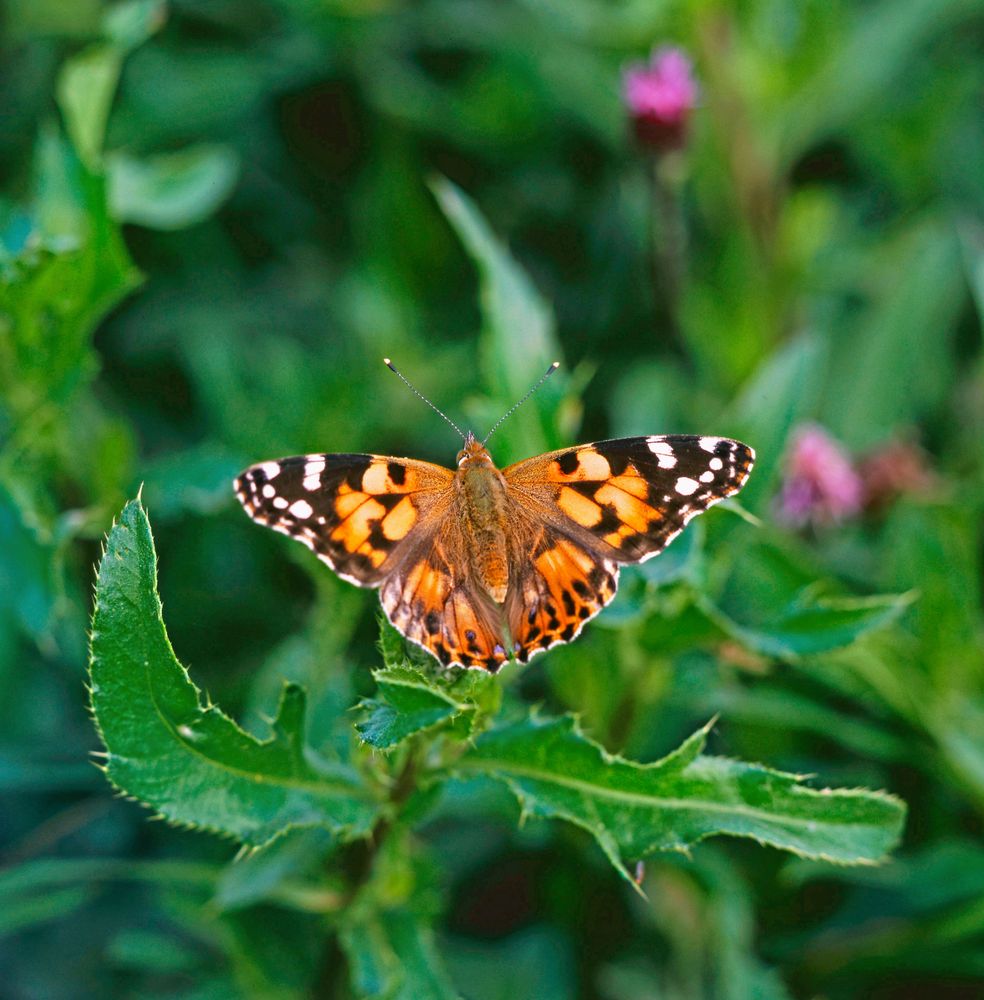Tistelfjäril.