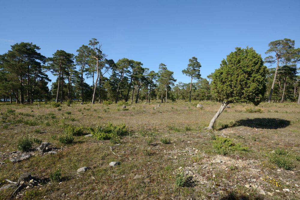 Alvarmark finns bara på Öland eller Gotland.