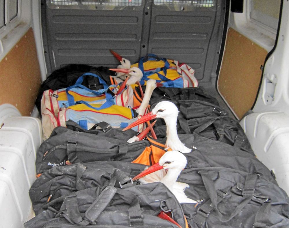 De flygfärdiga storkarna transporteras i varsin sportbag till det gemensamma utsläppshägnet.