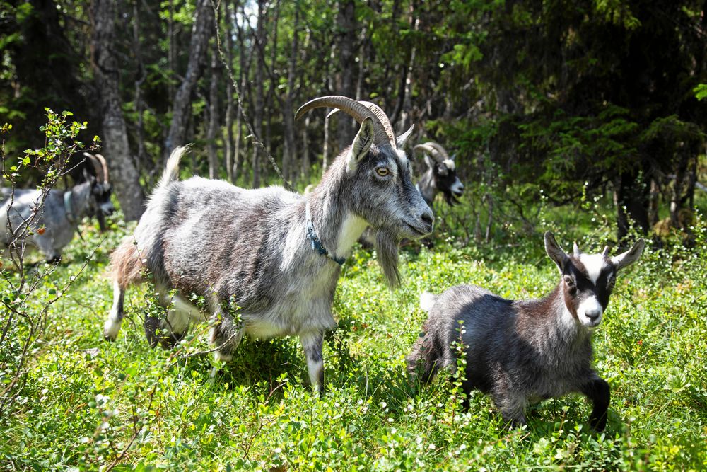 Geten Greta med sin killing som hon hittade efter att han hade sprungit bort.