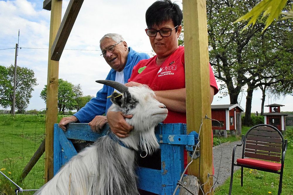 Sven Hultström och Camilla Johnsson har lärt sig att hantera den lite bångstyriga geten Sune.