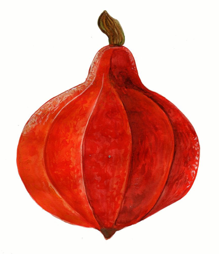 Vintersquash ’Akaguri’ får lätthanterliga frukter på 1–2 kilo.