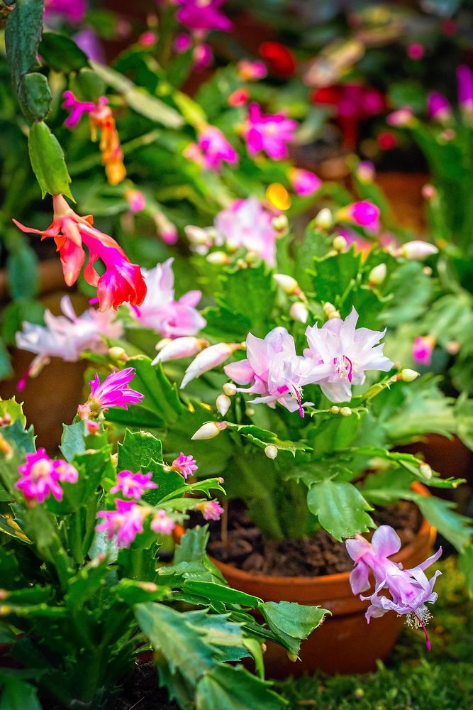 Plast går också men lerkrukan hindrar övervattning av novemberkaktus bättre.