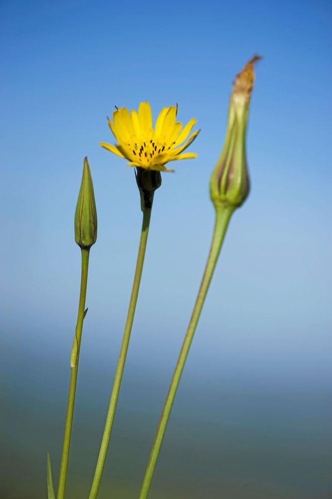 Oftast syns bara de smala knopparna när den slutit sig för dagen.