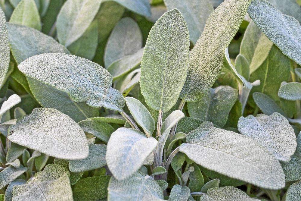 Kryddsalvia, Salvia officinalis, är ljuvlig i höstkrukan. Foto: IBL.