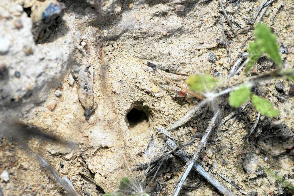 Ingångshål till en bohåla som grävts av ett guldsandbi.