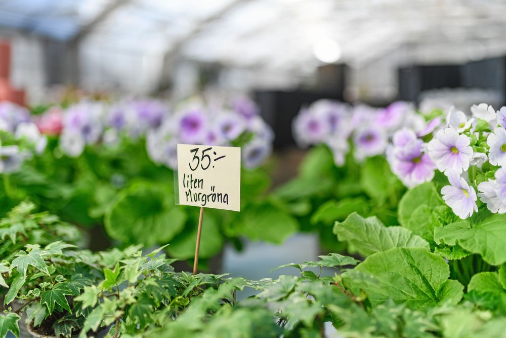Inga kemikalier används i Habblarp Trädgårdar.