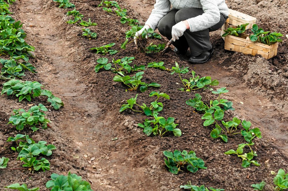 Jordgubbsplantor i sicksack om sedan får sprida utlöpare mellan sig.