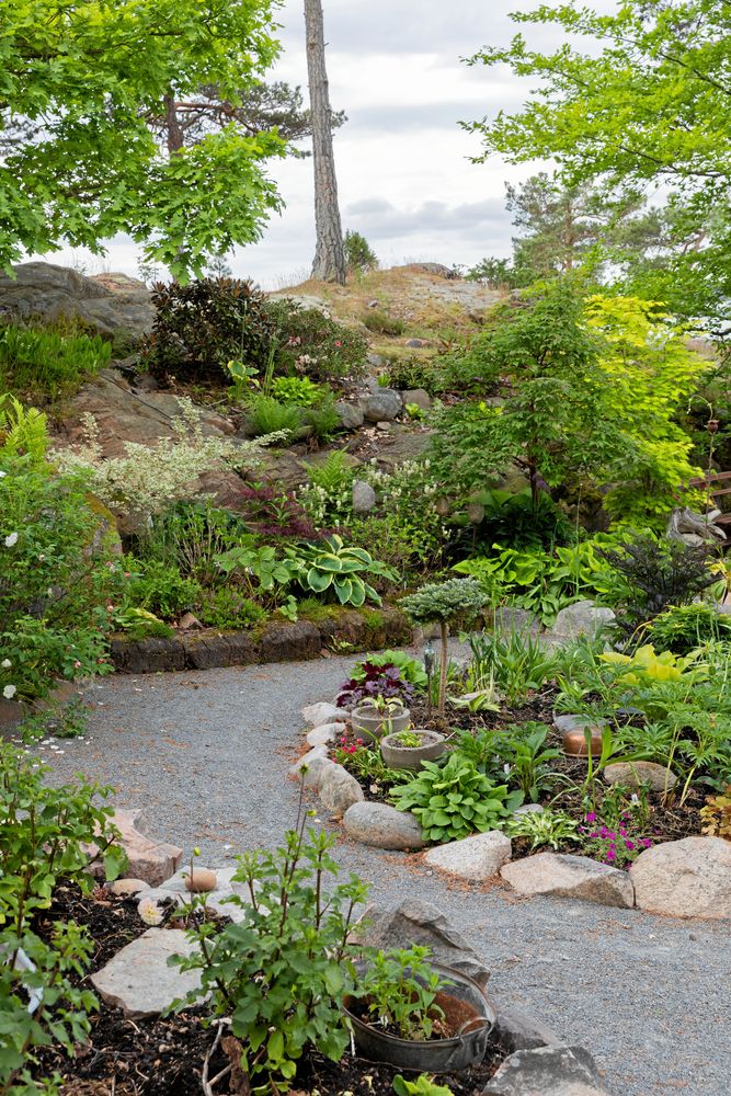 Paula anlägger ständigt nya rabatter, som dahlialandet i förgrunden. Snart fattas inget i hennes trädgård trots att den inte har så många år på nacken. En vitskiftande naverlönn piggar upp intill berget och en bit upp klänger olika rododendron ur Yakushimanum-gruppen.