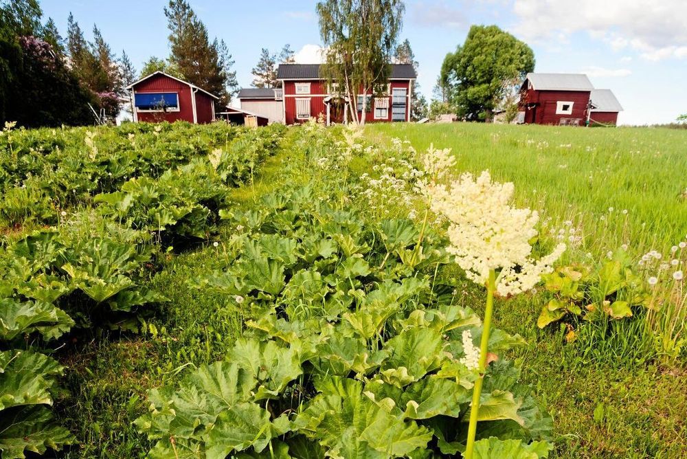 Rabarberlandet i all sin prydno.