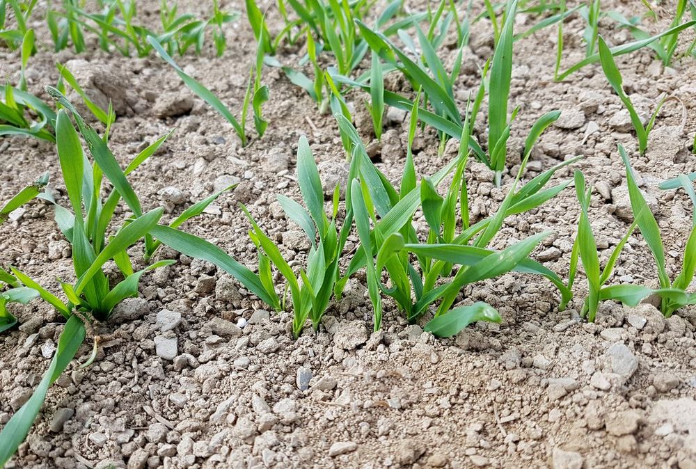 Det är inte bara positivt med sol och värme. Regnbristen gör att sådden inte kan gro ordentligt. Foto: Istock