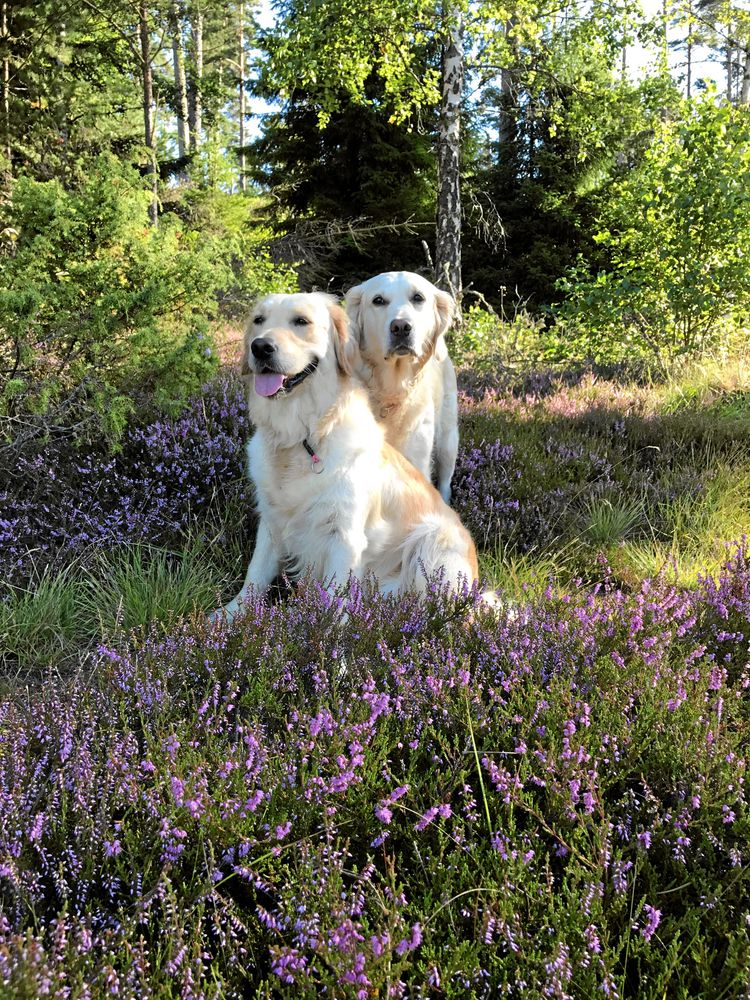 Snygg duo. När man ser det känns det helt självklart att ett knippe ljung och två golden retriever-damer ska matcha varandra så perfekt. Bilden av Lady, 4 år, och Julia, 2 år, togs av Anna-Karin Gunnervaldh, Tidaholm.