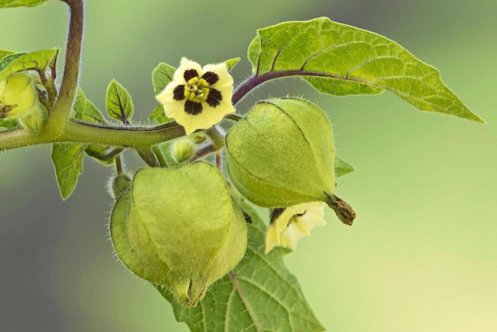 Physalis blommar i gult och purpur.