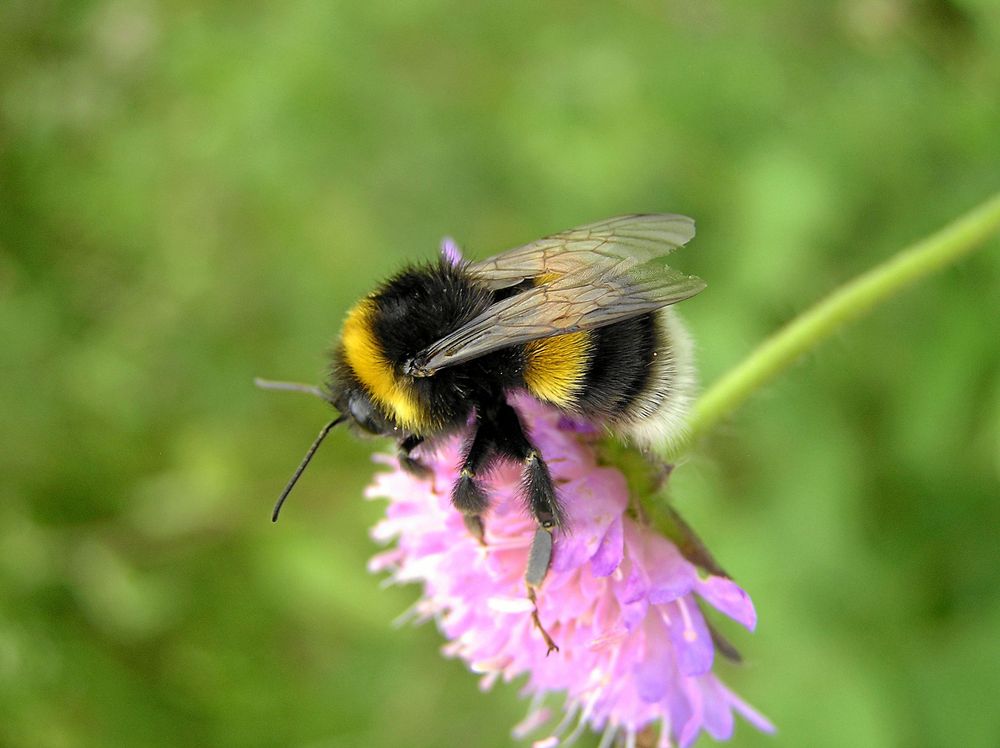 De karismatiska humlorna är det mest kända släktet av vildbin. Här en mörk jordhumla. Den kommer igång tidigt på våren och är en av våra vanligaste humlor.