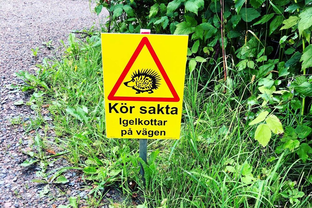 Varning för igelkottar! Carina har satt upp en skylt längs vägen.