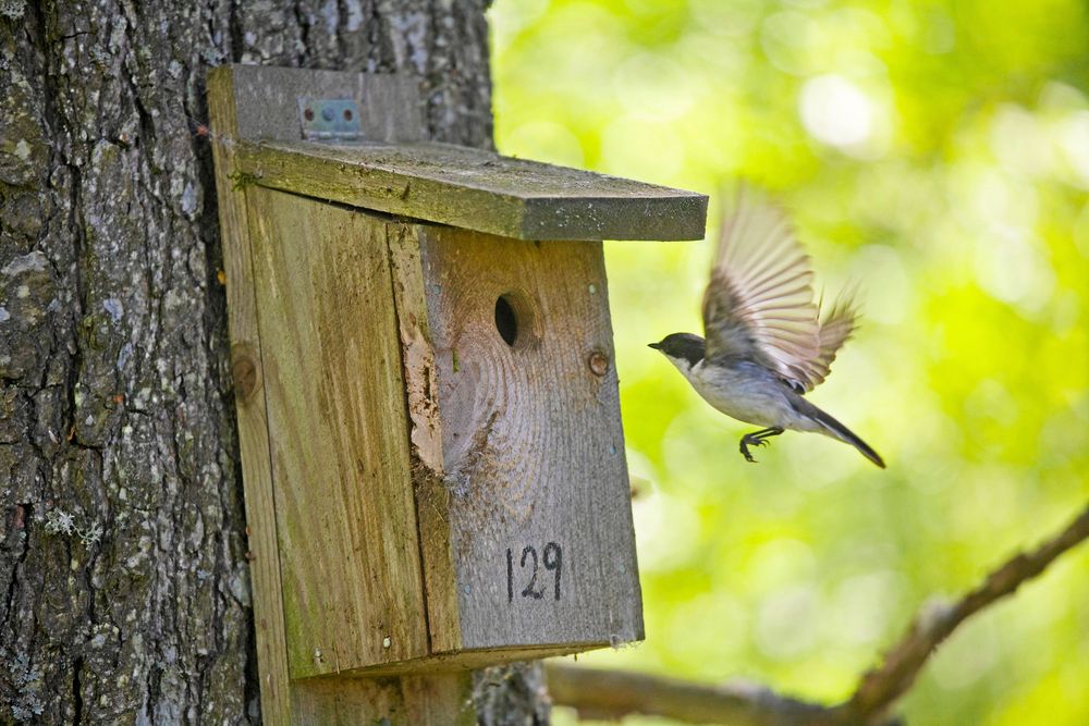 En svartvit flugsnappare är bra hyresgäst i holken, kan äta över 2 000 mygg per dag.