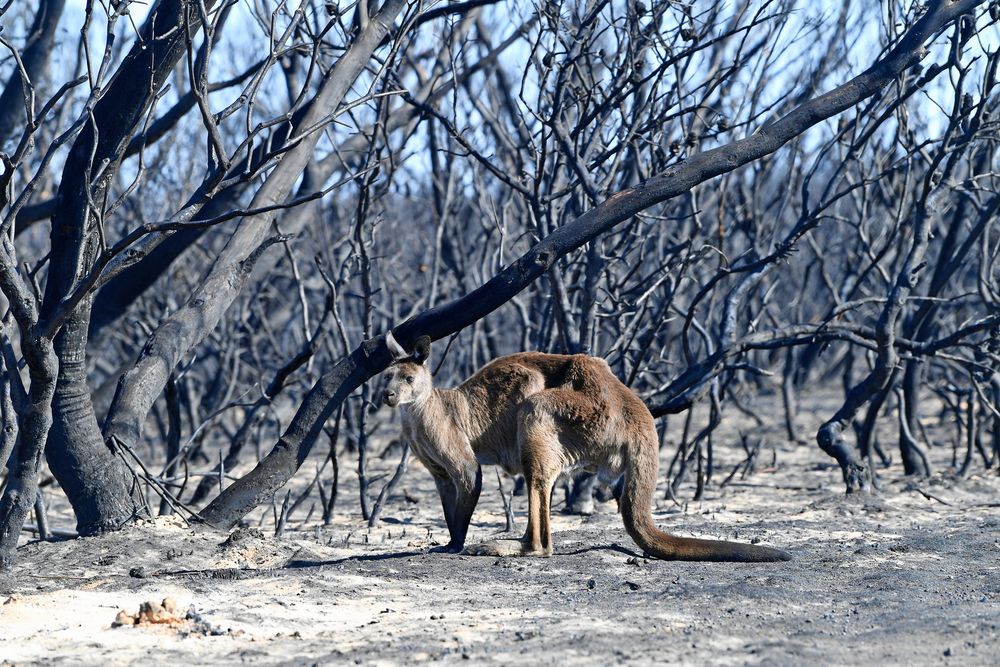 Gensvaret från människor runt hela världen har varit enormt i spåren av bränderna i Australien.