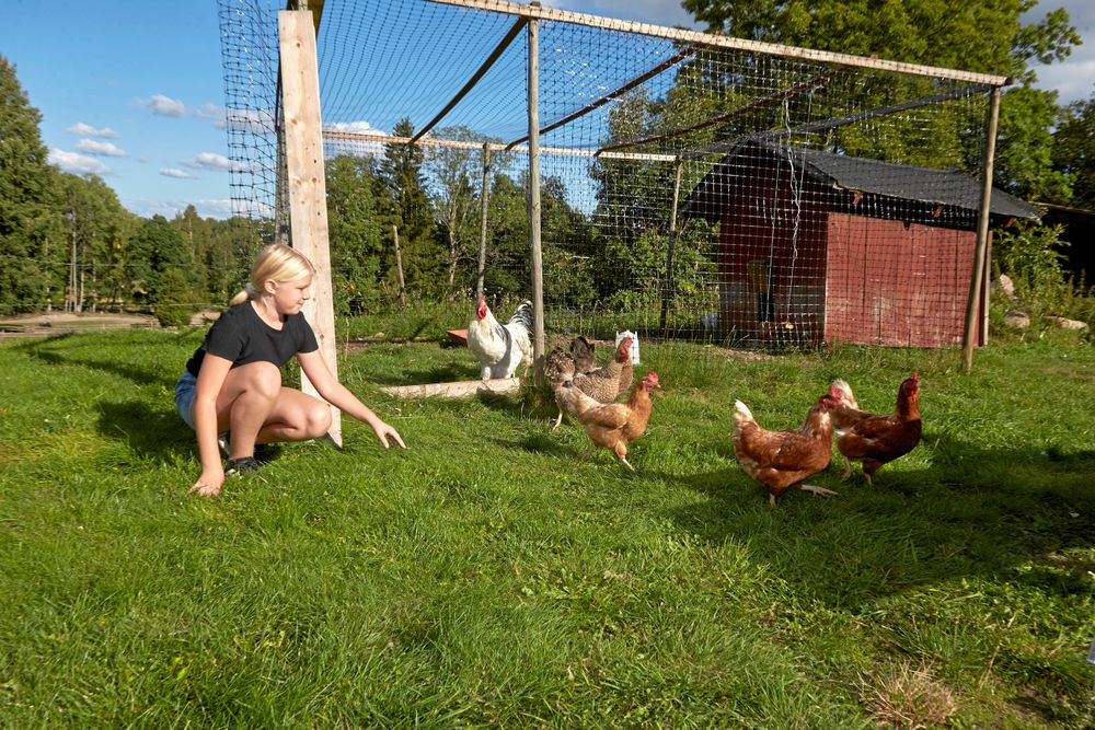 Alva med gårdens höns som är trygga i hönsgården. Ute på bergssluttningen är risken stor att räven tar dem.