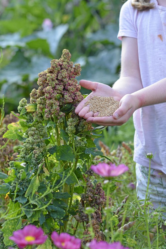 Odla egen quinoa. I år finns fröer att köpa.