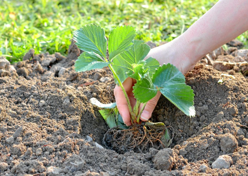 Byt ut och utöka med avläggare.