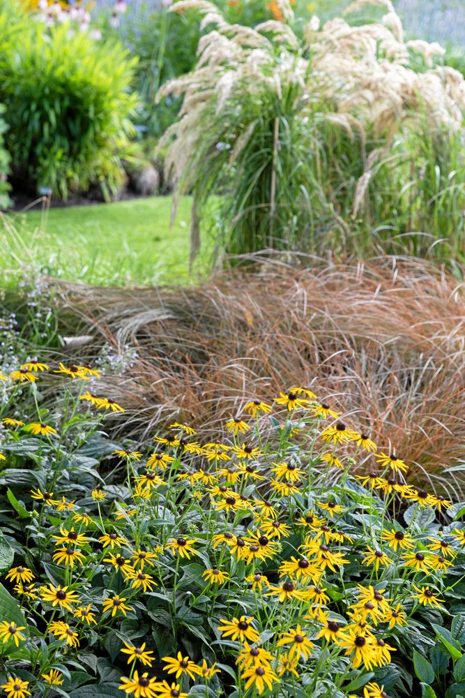 Samplanterade med gräs gör sig rudbeckiorna kanske allra bäst. Här en strålrudbeckia av sorten ’Little Gold Star’.