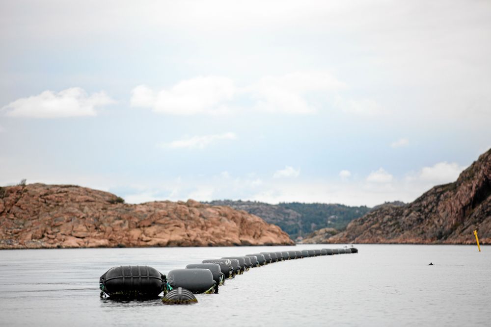 Under tunnorna sitter musslorna fast i rep.