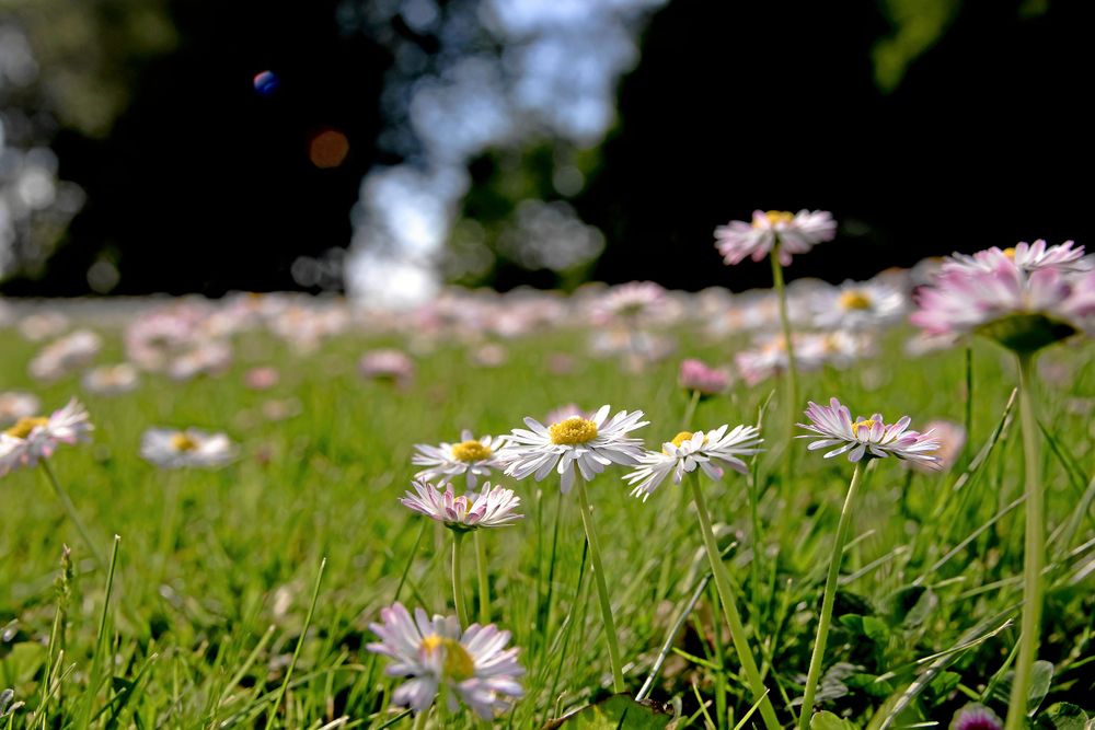 Tusensköna är en av de örter som trivs i gräsmattan om den inte klipps allt för kort.