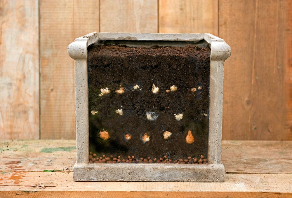 Stora lökar i botten, och allt mindre ju närmare ytan de står. Foto: IBulb.