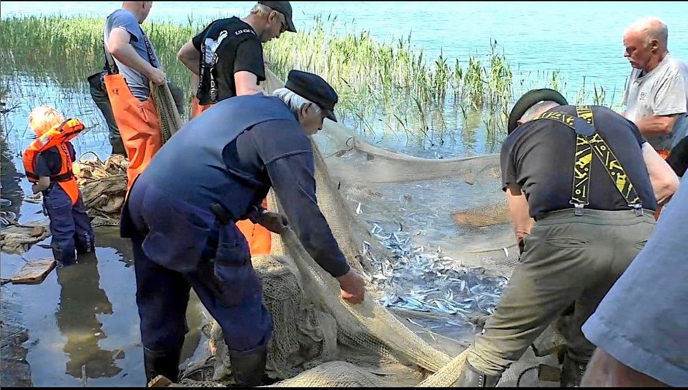 Gemensam, traditionell notdragning av strömming på Gålö i Stockholms skärgård.