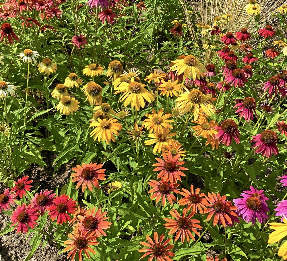 Solhattarnas fröställningar är fina på vintern.