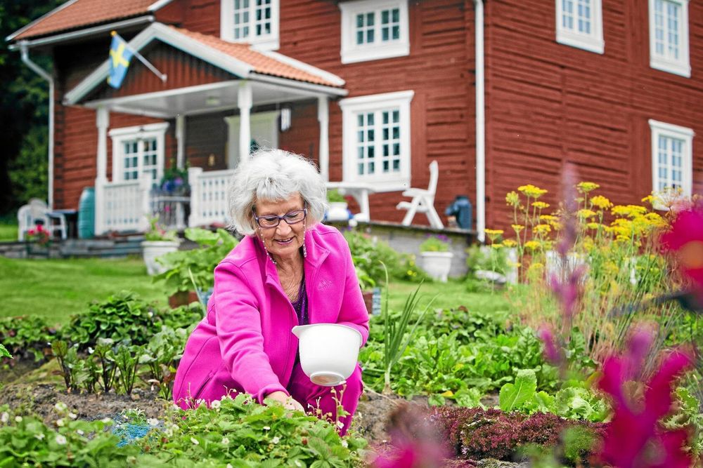Trädgården runt det gamla timmerhuset har sandjord som jordgubbar och smultron trivs i.