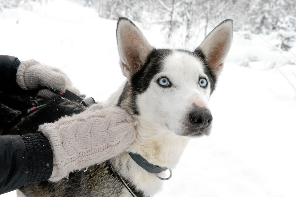 En av parets älskade slädhundar som heter Dopie - en Alaskan husky med isblå ögon.