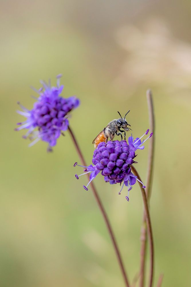 Sandbin behöver blottat sandmark där de kan gräva sin bon. Här ett guldsandbi på en ängsvädd.