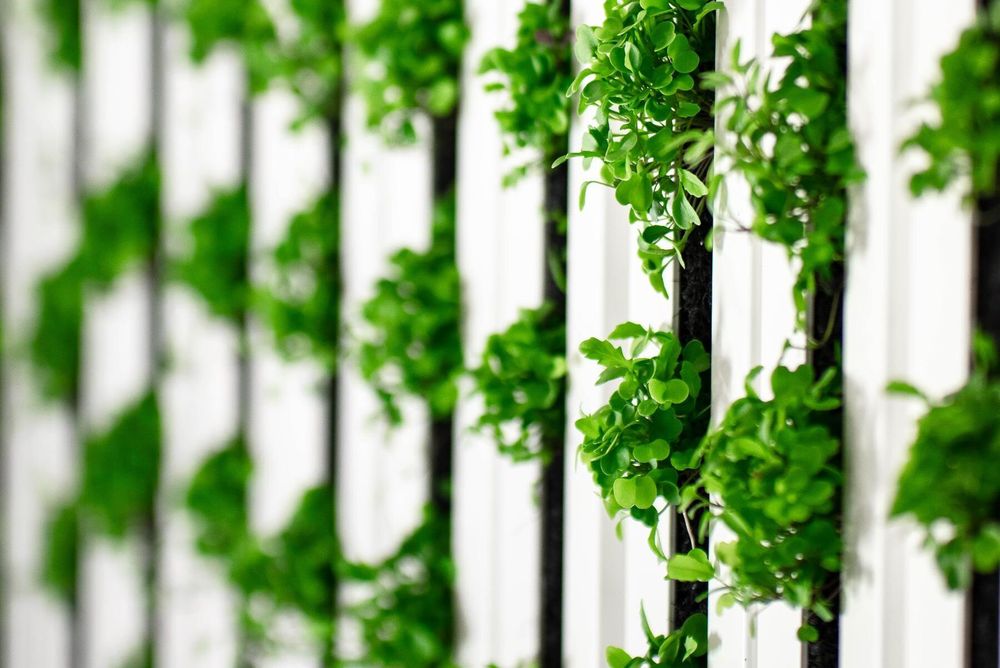 Odling på väggar, vilken grej!