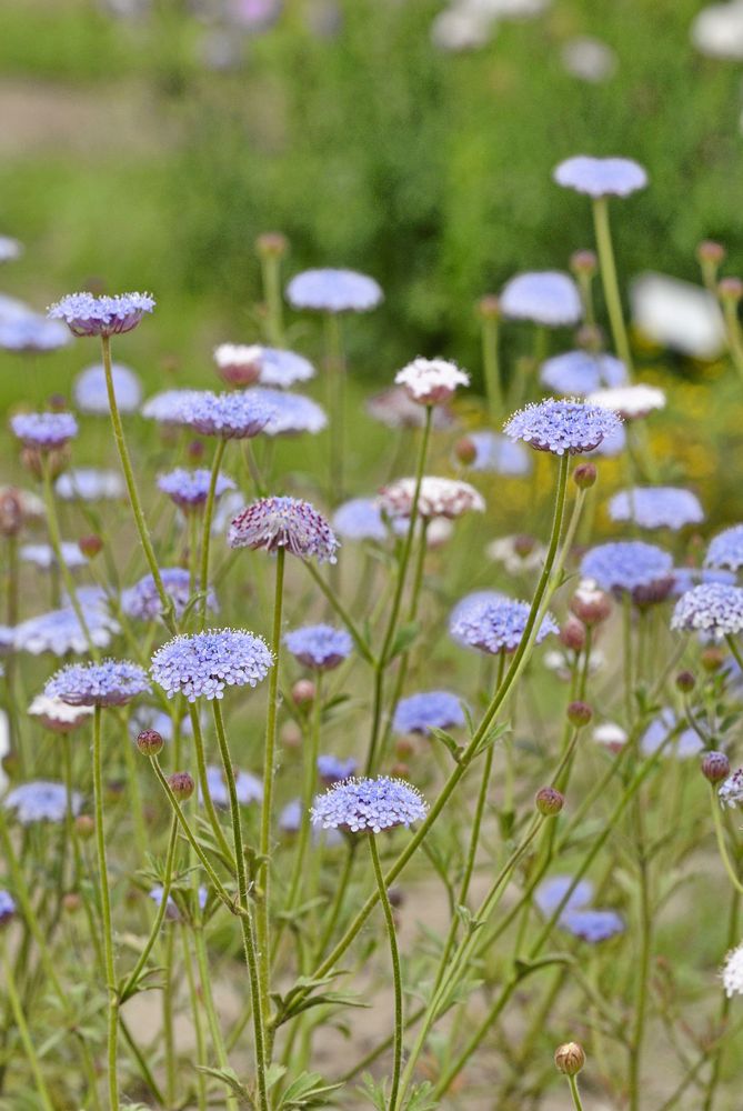 På engelska kallas blåparasoll ”Blue Lace Flower”.