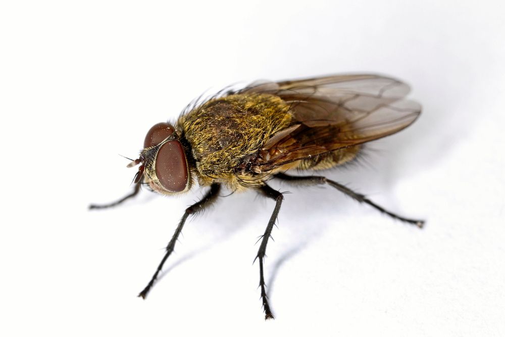 Herr Vindsfluga med lejongul päls, vingar tätt mot kroppen och stora ögon.