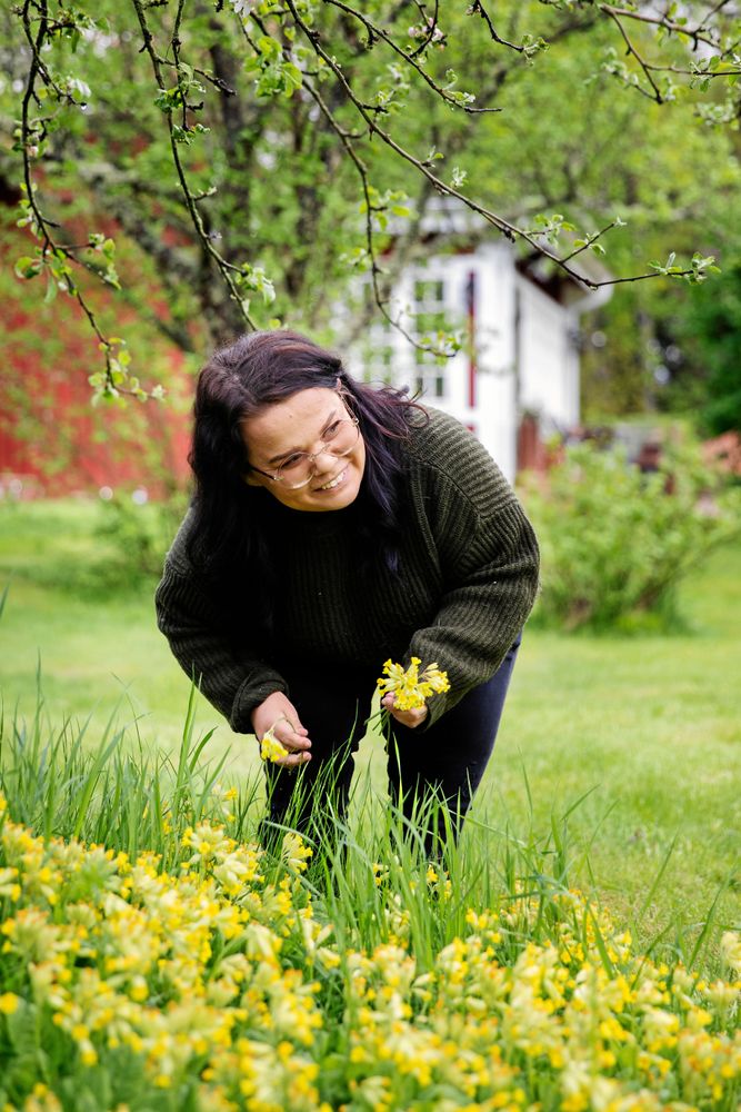Linnea har en hel lite äng av lysande gula gullvivor så här års, och kan plocka in fina buketter.