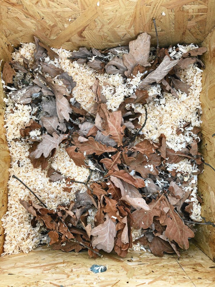 Ombonat hem med spån, pinnar och löv.