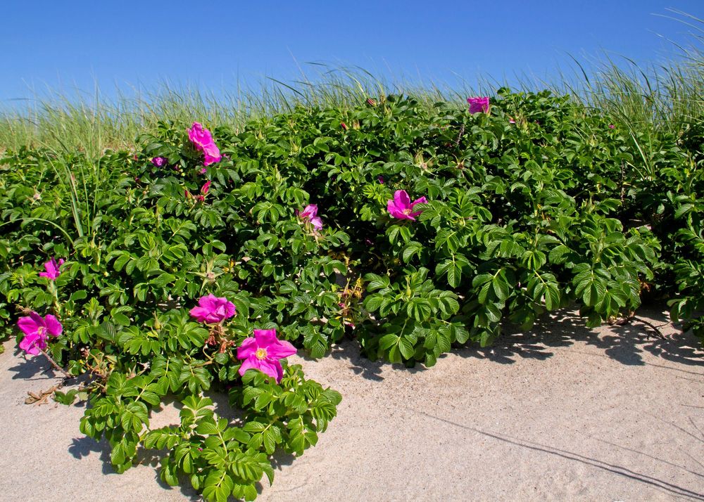 Den rena arten Rosa rugosa kan invadera stränder.