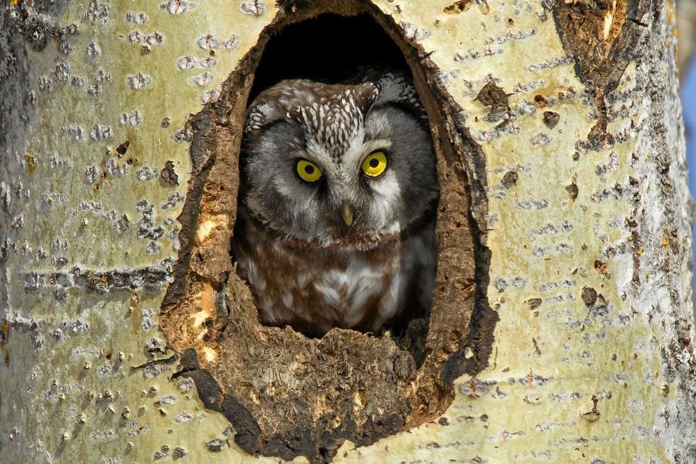 Spillkråka hackar gärna ut bohål i gamla aspar. Boplatsen kan under ett följande år tas över av pärluggla.
