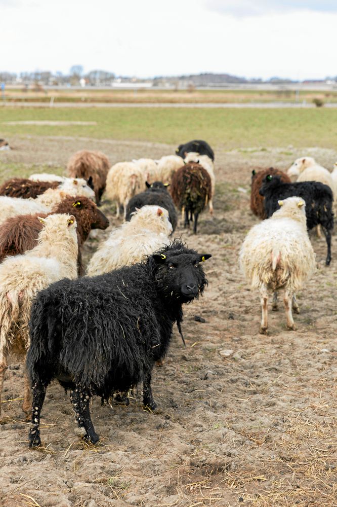 Lantrasen Ryafår är både bra som kött- och ullfår och lätta att hålla, men är ändå ovanlig i Sverige. Bara 600- 700 djur finns kvar.