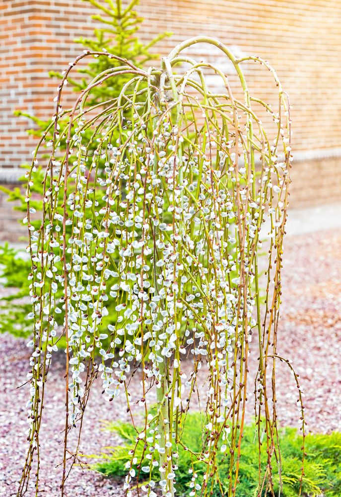 Hängsälgen (Salix Caprea 'Kilmarnock') är ett klassiskt kyrkogårdsträd.