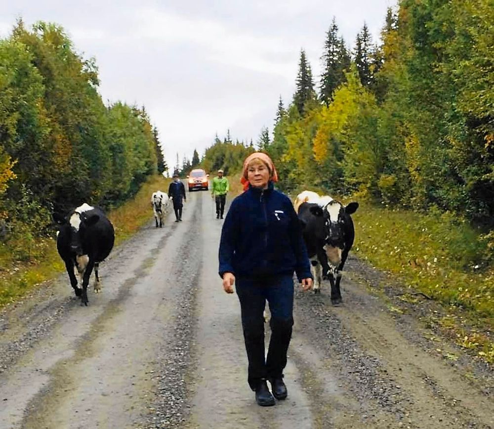 Fäbodbrukaren Anita Myhr går med sina kor till fäboden Myhrbodarna.