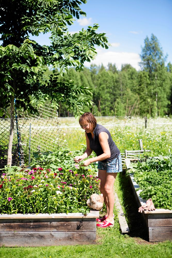 Elisabett plockar några borstnejlikor. I odlingsbädden intill växer spenat, grönkål och andra grönsaker. Hon skördar och fryser in eftersom.