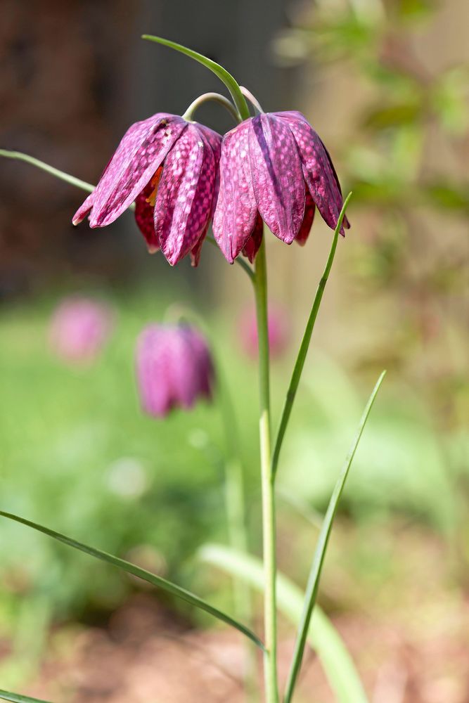 Kungsängsliljans vackra klockor ser nästan ut att sväva fritt.