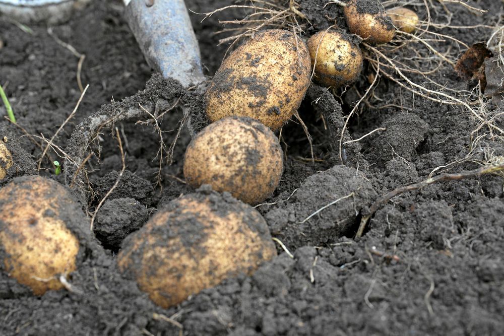 När blasten vissnat ner är rätt tid att gräva potatis.