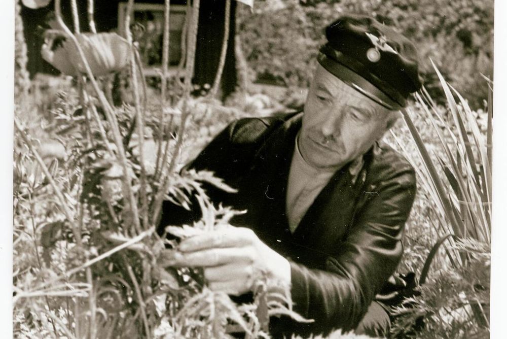 Banvaktare Larsson i Floby pysslar med vallmon i trädgården vid banvaktsstugan. Året är 1937.