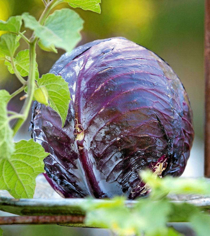 Rödkål ’Langedijker Bewaar 2' producerar vackert djupröda huvuden som passar utmärkt för lagring. Finstrimlade blad är goda i sallader. Så inomhus i april-maj. Ekofrö. .