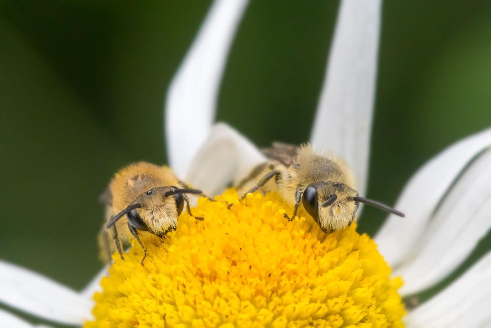 Två väggsidenbin kalasar på baldersbråns pollen.