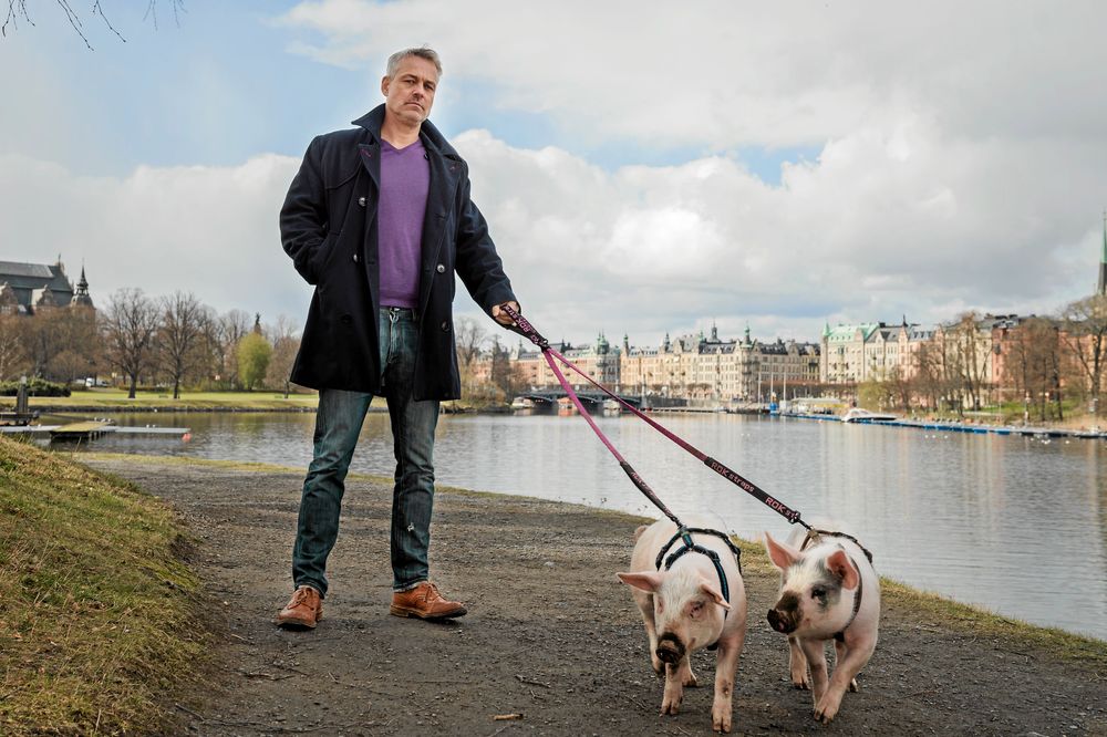 Henrik med sina griskultingar i koppel på promenad.